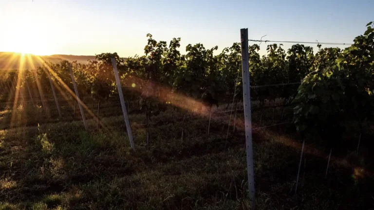 Juhász-Testvérek-Egerszalók-2