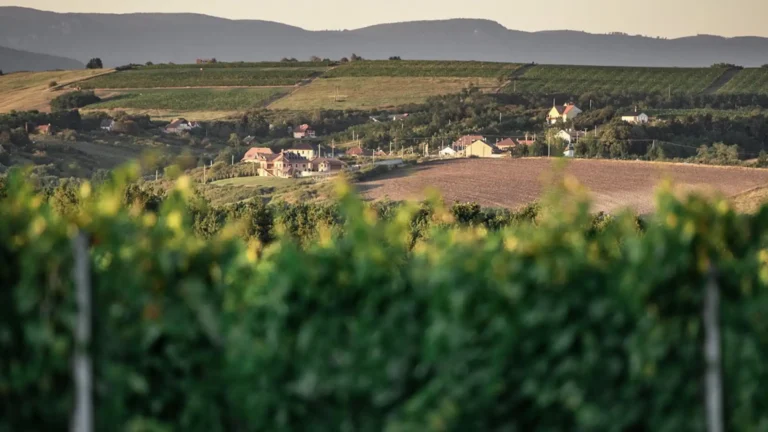 Juhász-Testvérek-Egerszalók-3