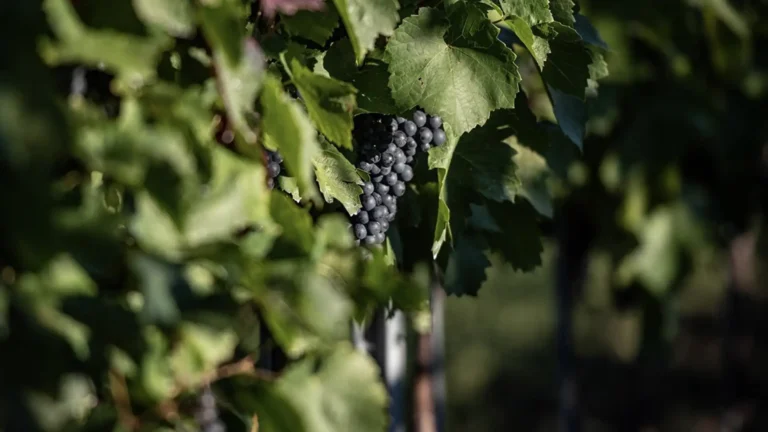 Juhász-Testvérek-Egerszalók-7